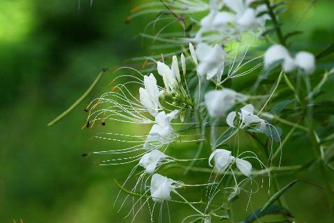 Goa Flowers - Download Goa Photos